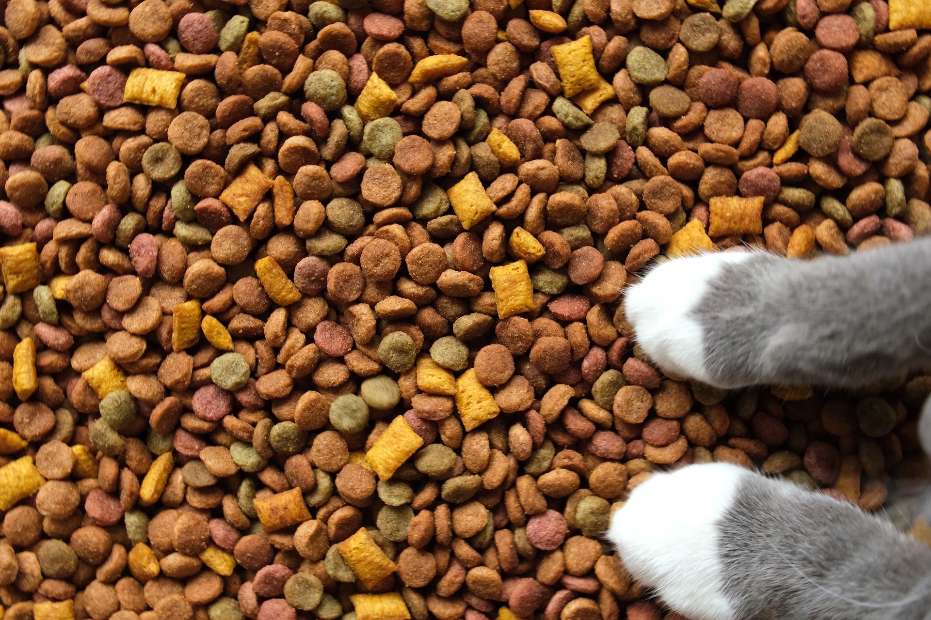 Cat Paws on a Pet Food Texture. Lot of Dry Granules of Crunchy Cat Food. Rotating Background. Animal Feed Pile. Fodder. Meal for Cats. Filling. Daylight. Advertising. Pet Shop, Delivery. Healthy Treat