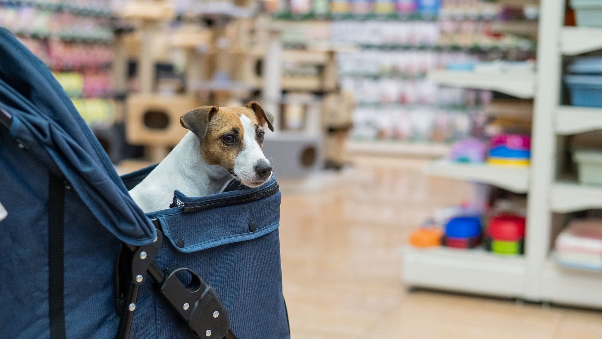 Jack Russell Terrier dog in a stroller in a pet store.