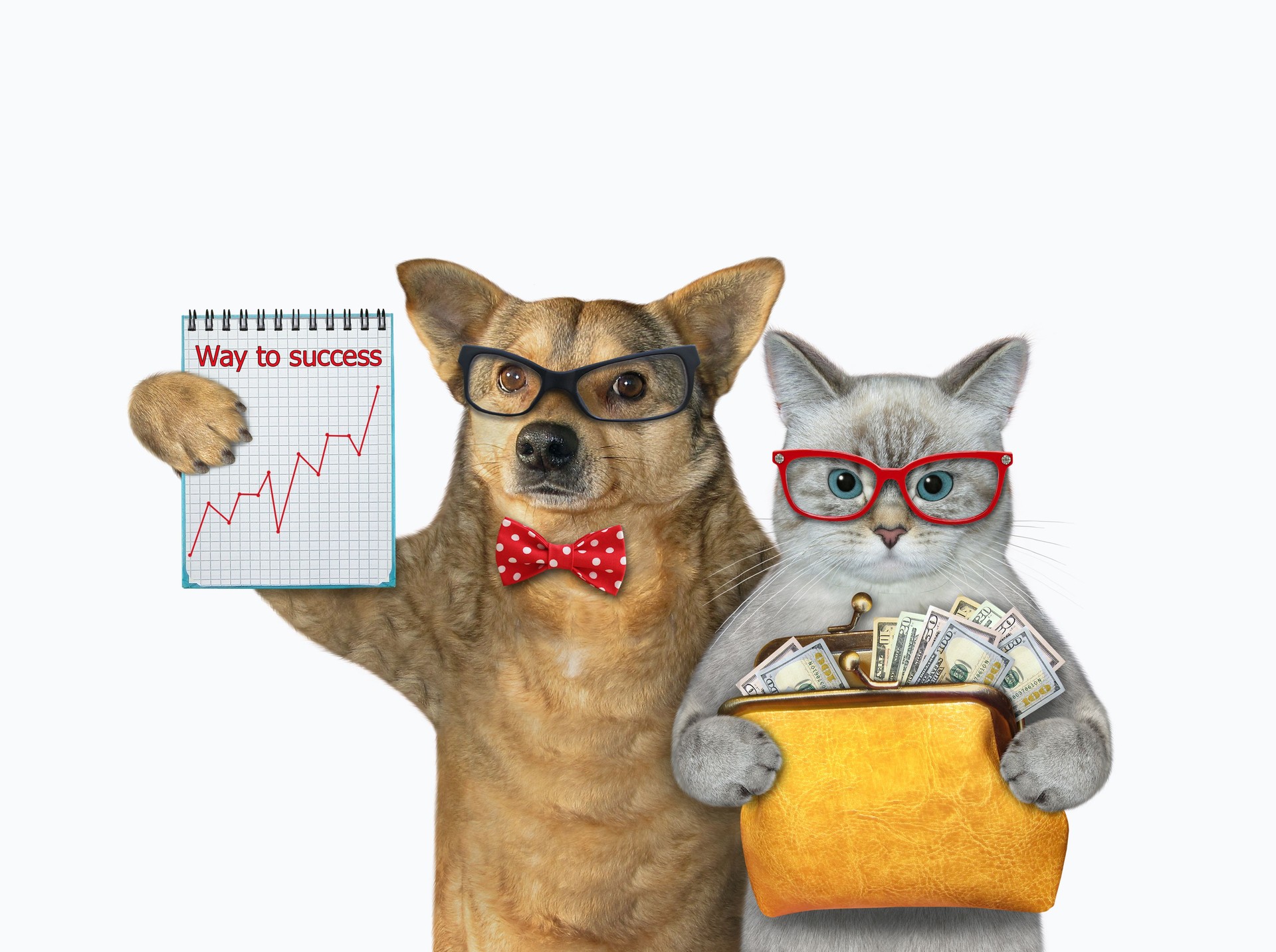 Cat ashen and dog make money